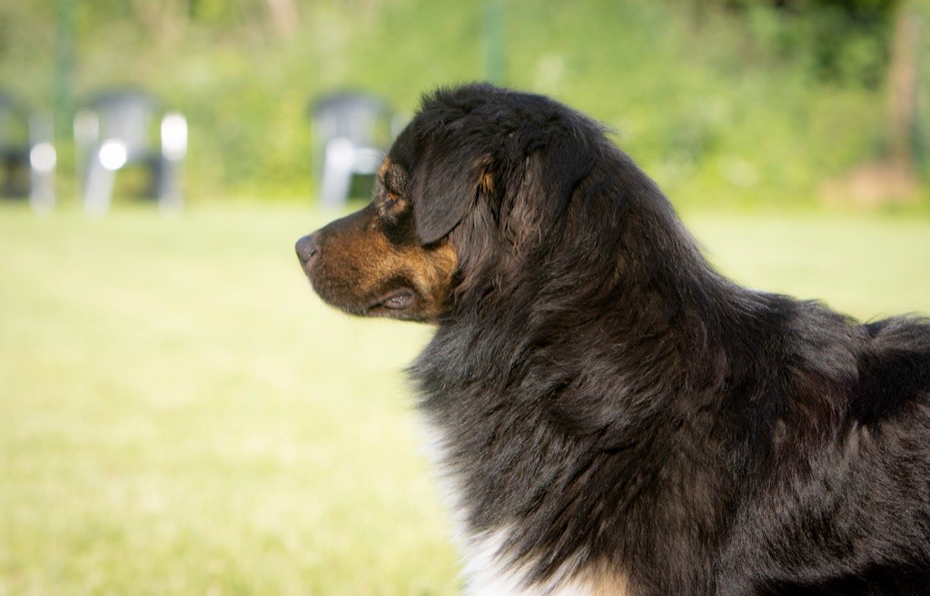 Pepsi of Cree's River