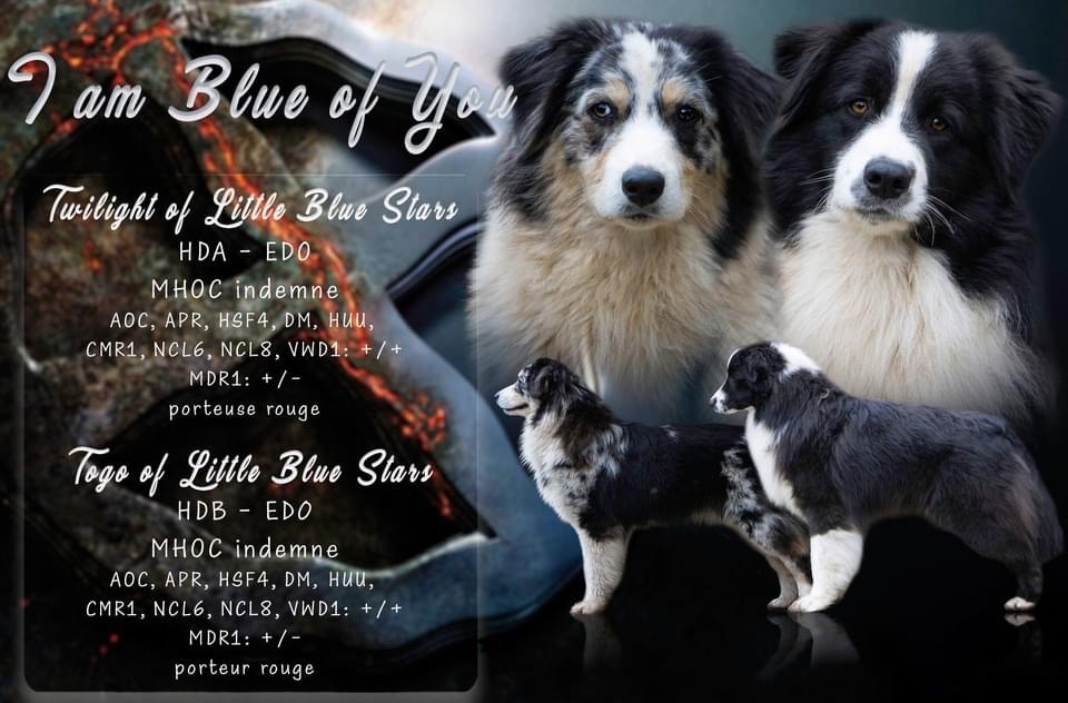 chiot Berger Australien I Am Blue Of You