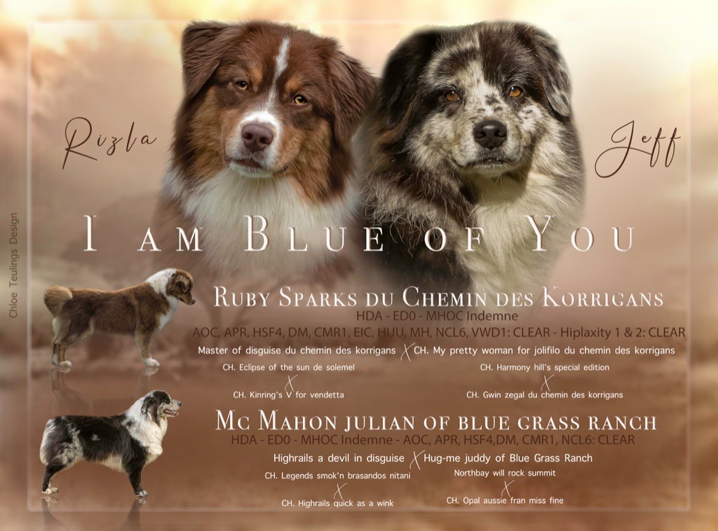 chiot Berger Australien I Am Blue Of You