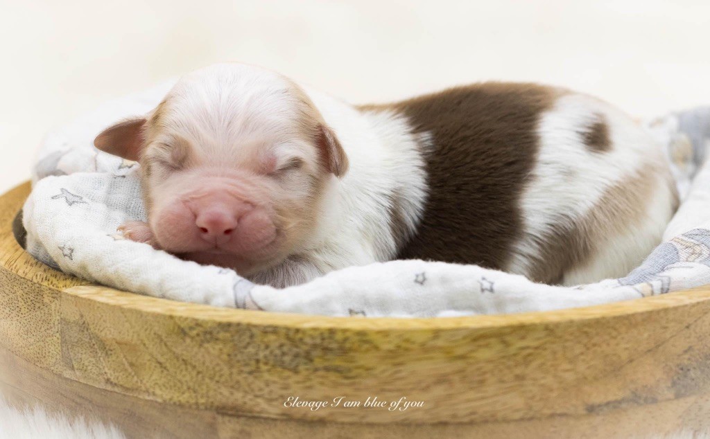 I Am Blue Of You - Chiot disponible  - Berger Australien