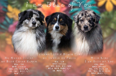 I Am Blue Of You - Berger Australien - Portée née le 19/08/2024