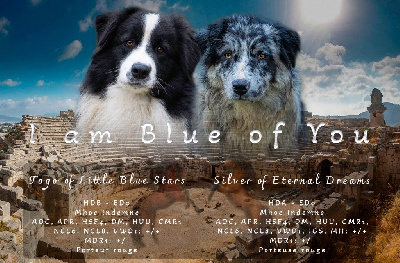 I Am Blue Of You - Berger Australien - Portée née le 23/03/2024