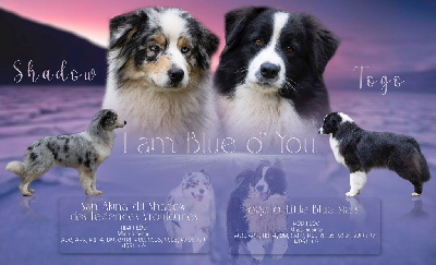 I Am Blue Of You - Berger Australien - Portée née le 30/08/2023