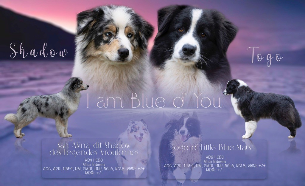 chiot Berger Australien I Am Blue Of You