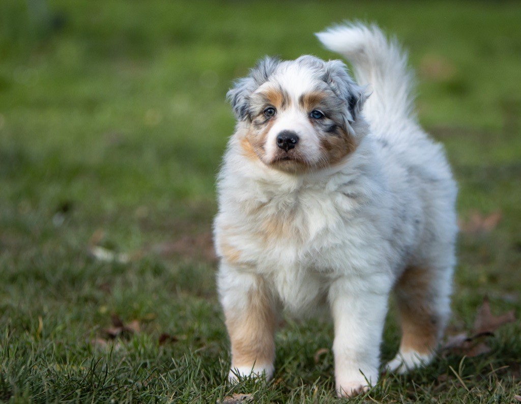 Ultraviolence brooklyn baby I Am Blue Of You