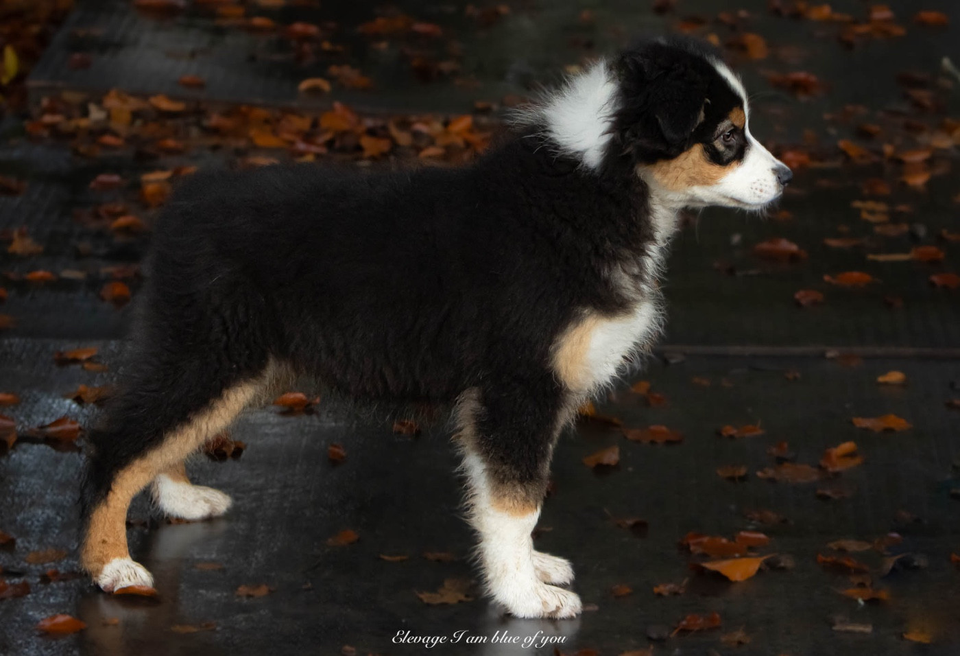 Am I blue of you du chemin de la belle etoile