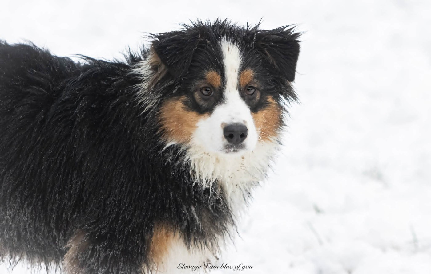 Am I blue of you du chemin de la belle etoile