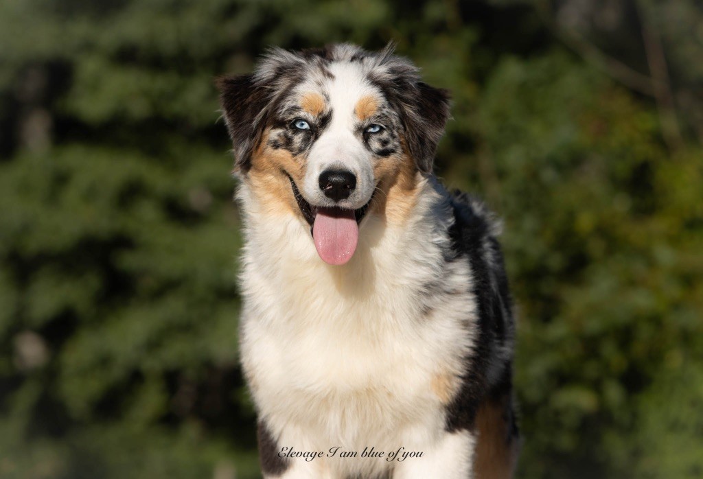 Yoga pincha mayura I Am Blue Of You