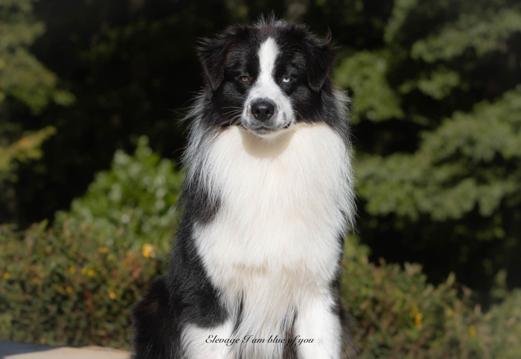 Xoxo dan humphrey I Am Blue Of You