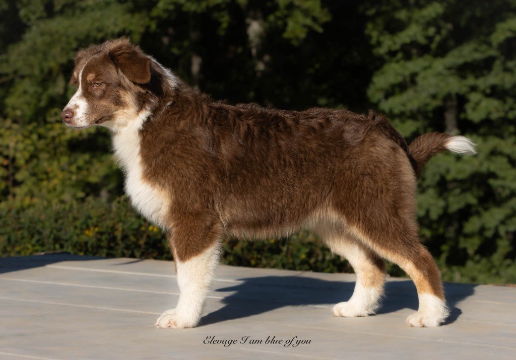 Yoga astavakra krouncha I Am Blue Of You