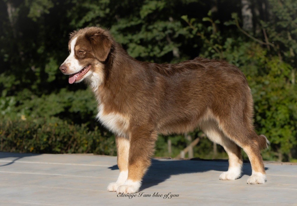 Yoga viparita karani I Am Blue Of You