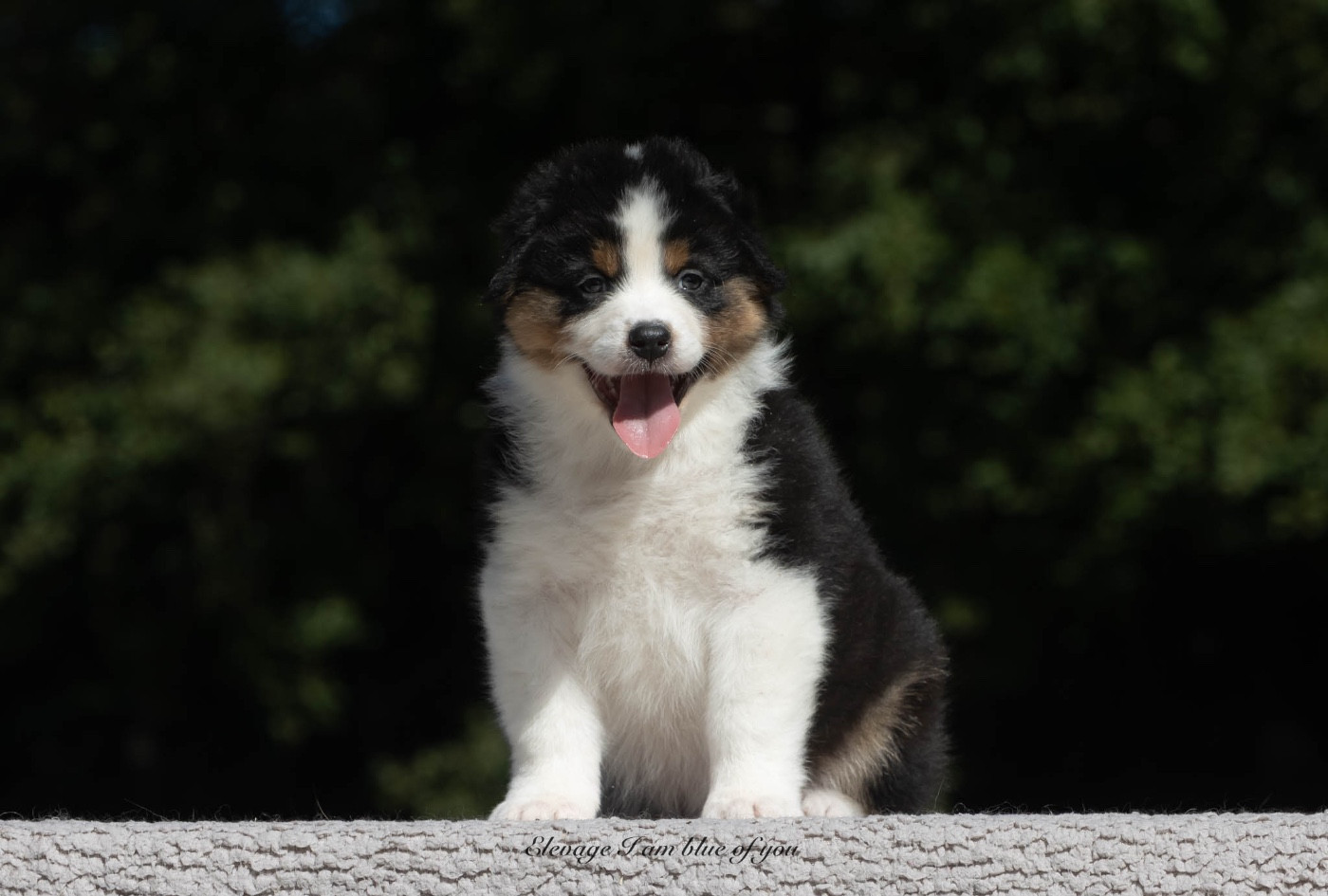 Yankee California Dreamin' I Am Blue Of You