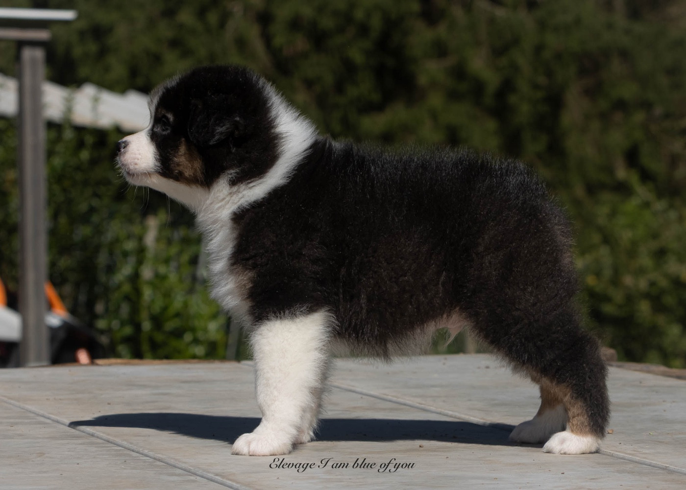 Yankee Ohio Air Force I Am Blue Of You