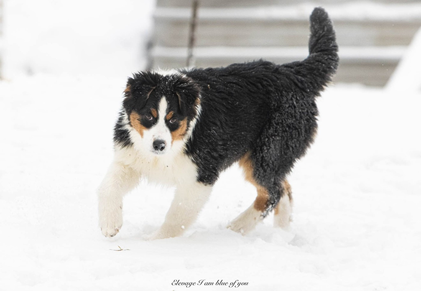 Yankee California Dreamin' I Am Blue Of You